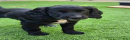 Cockapoo dogs for sale: 2 Gorgeous Black Cockapoo Puppies - Family Raised - Advert 8