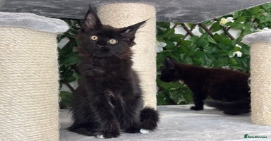 Maine Coon cats - Advert 14