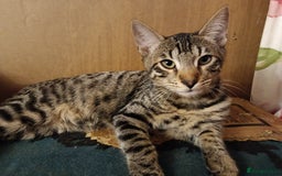 Domestic Shorthair cats for sale: Bengals  - Image 5