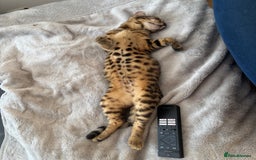 Bengal cats for sale: Bengal female  - Image 5