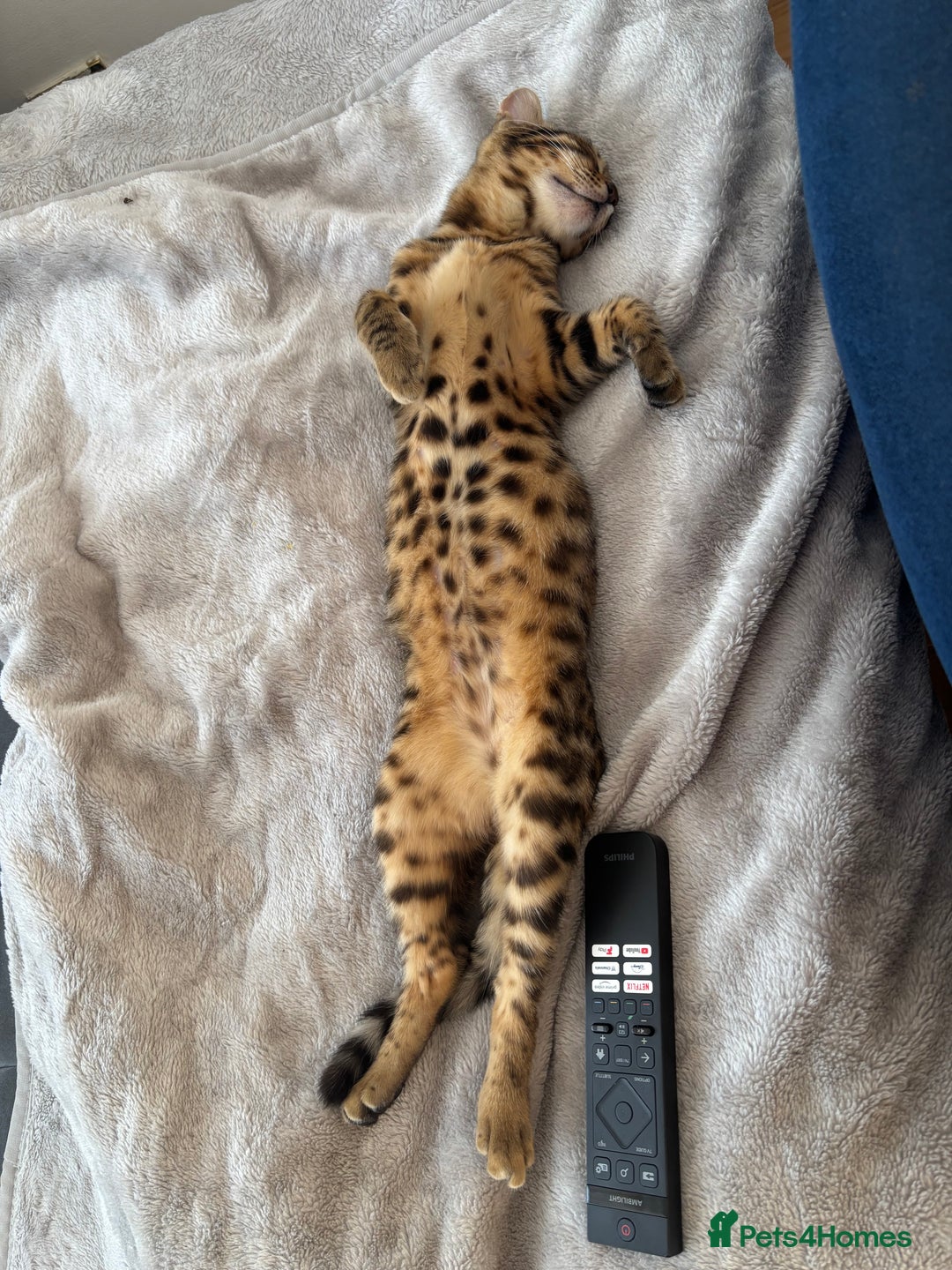 Bengal cats for sale: Bengal female  - Image 5