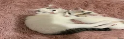 Mixed Breed cats for sale: My beautiful kittens are for sale - Advert 9