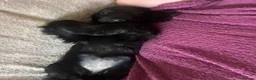Cocker Spaniel dogs for sale: Cocker Spaniel Puppies - Advert 15