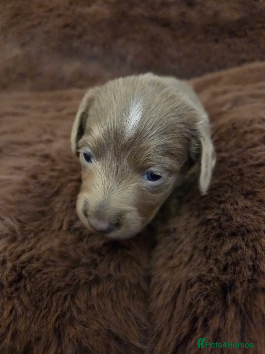 Miniature Dachshund dogs for sale: Longhaired minature dachshunds  - Advert 7