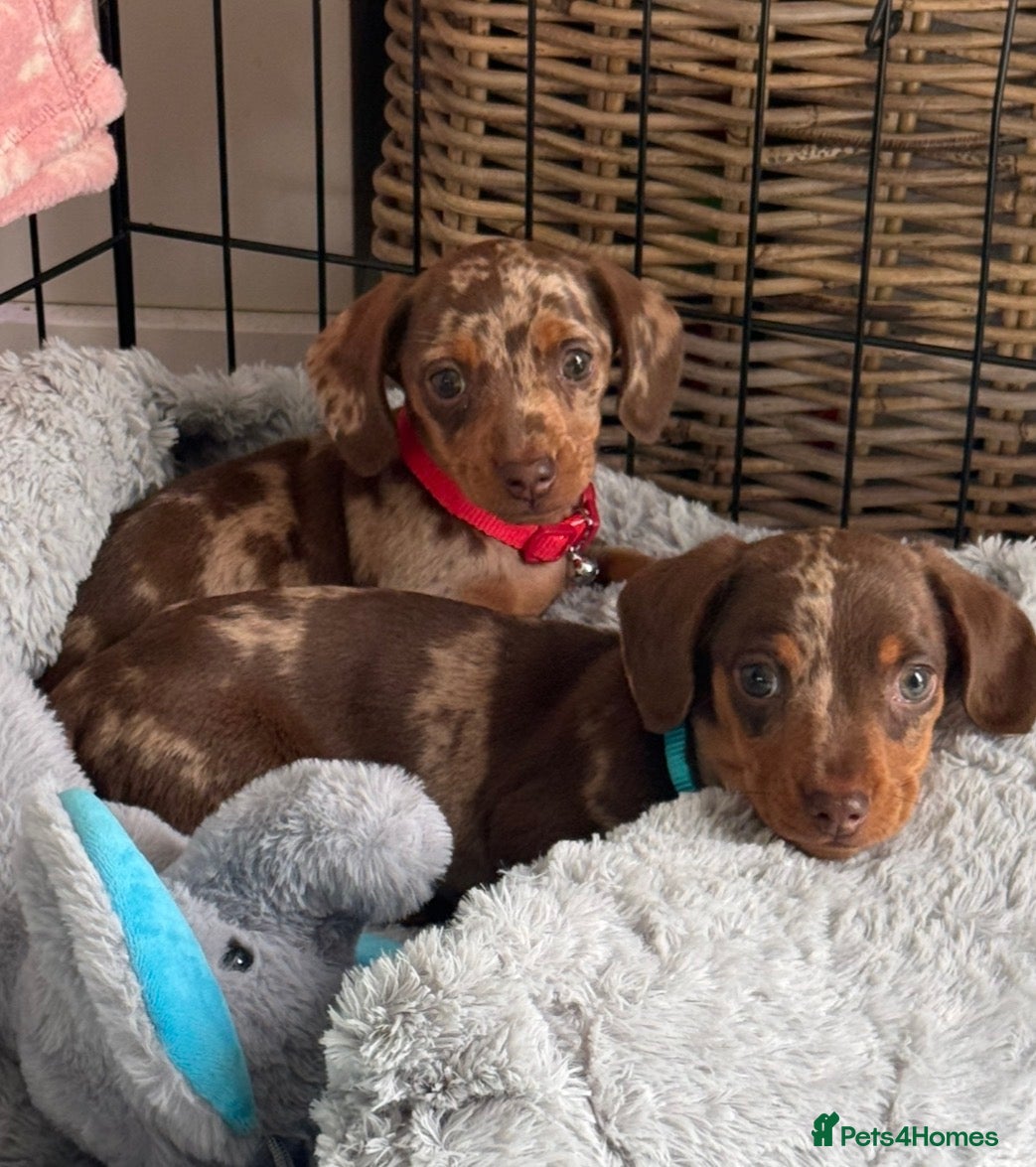 Miniature Dachshund dogs Miniature dachshund puppies  - Advert 5