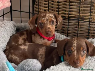 Miniature Dachshund dogs Miniature dachshund puppies - Advert 1