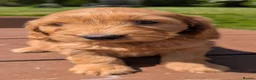 Cockapoo dogs for sale: Quality F1 Cockapoo puppies, Health tested parents - Advert 21