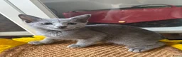 Russian Blue cats for sale: Top pedigree Instagram star Russian blue kittens - Advert 15