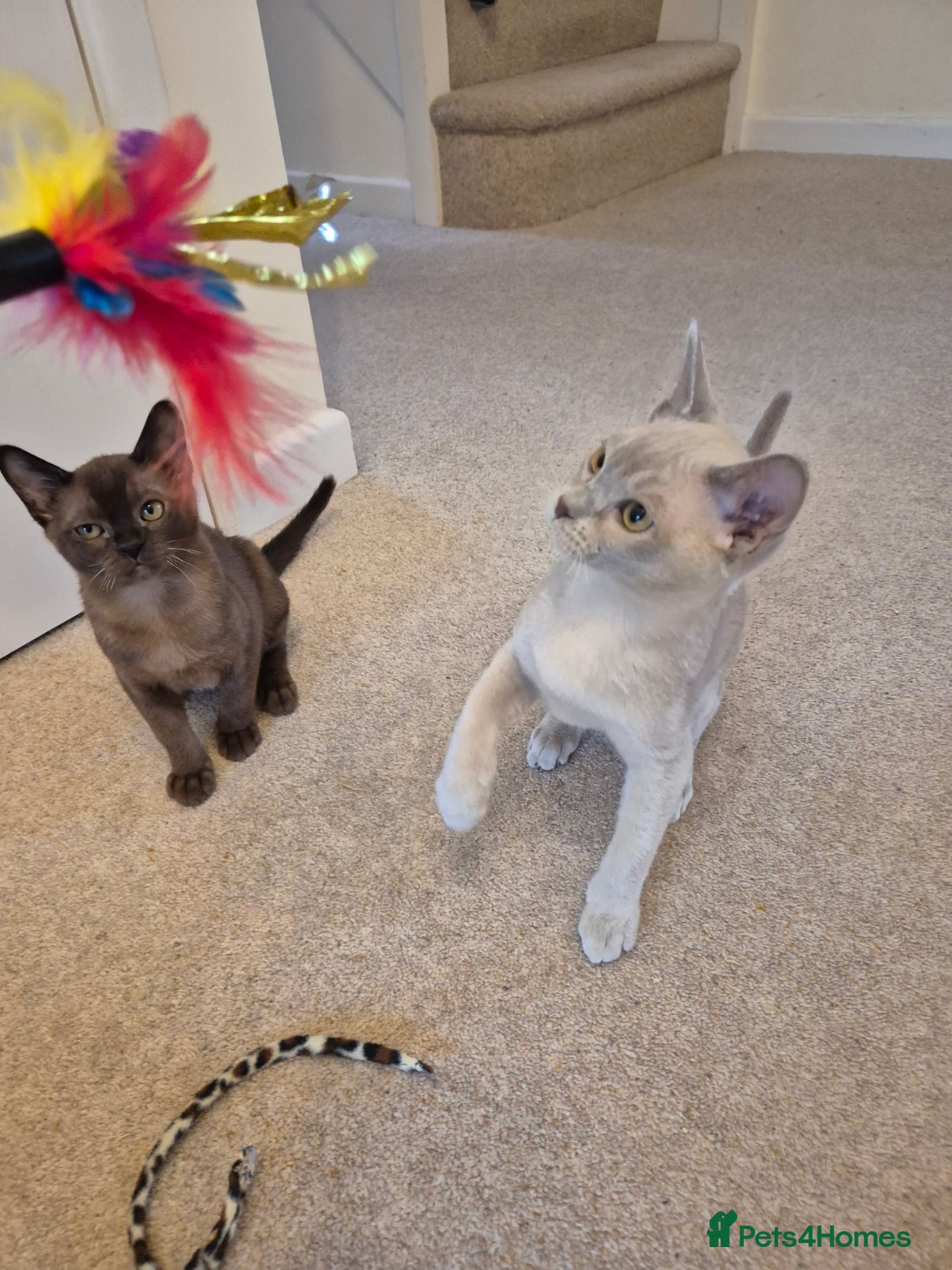 Burmese cats for sale: Pedigree Burmese Kittens Available - Advert 6