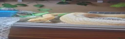 Corn Snake reptiles for sale: Corn snake - Advert 4