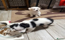 Mixed Breed dogs for sale: Bichon Maltese - Image 3