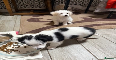 Mixed Breed dogs - Advert 5
