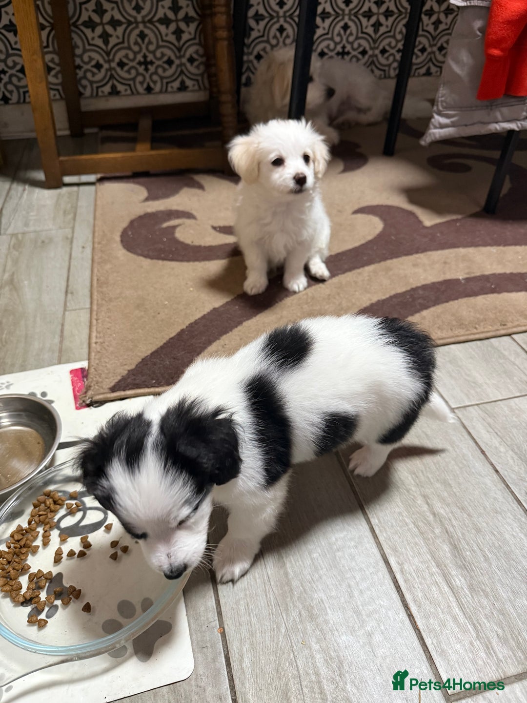 Mixed Breed dogs for sale: Bichon Maltese - Image 3