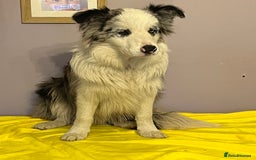 Border Collie dogs for sale: Beautiful Male Border Collie  - Image 1