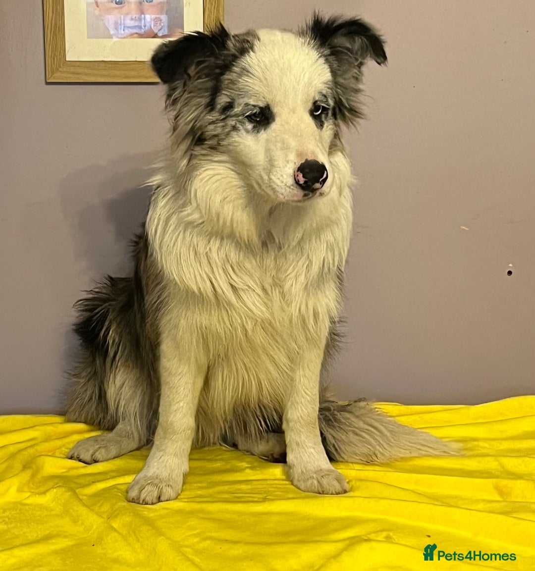Border Collie dogs for sale: Beautiful Male Border Collie  - Image 1