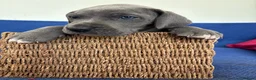 Great Dane dogs for sale: Ready to go! Pedigree blue & black Great Dane Pups - Advert 20