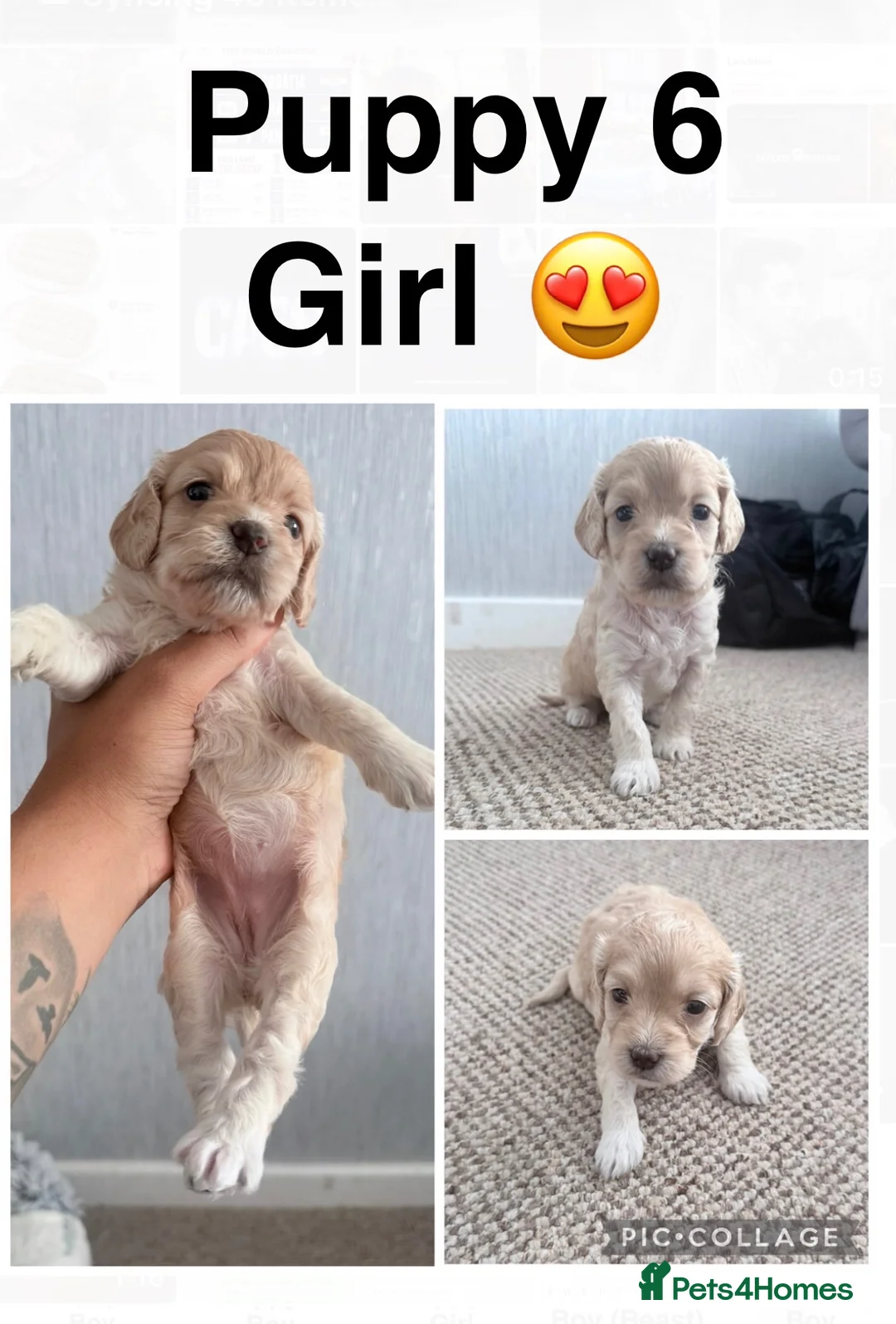 Cockapoo dogs for sale: Adorable Cockapoo Puppies - Advert 7