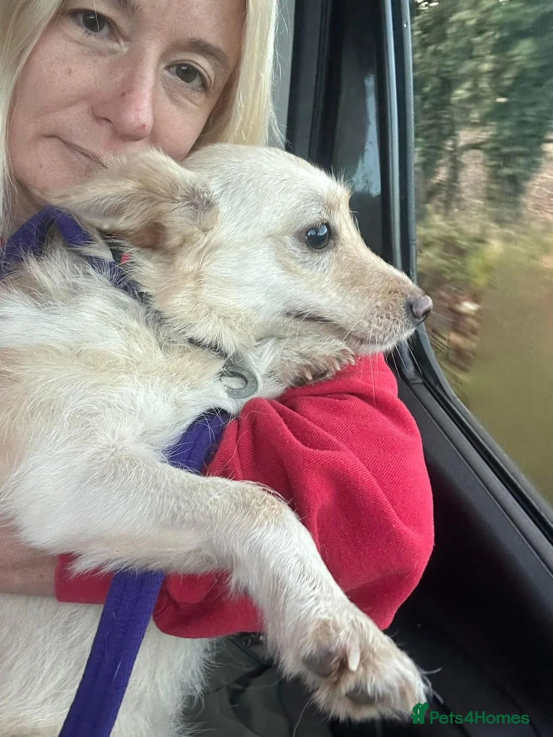 Mixed Breed dogs for adoption: Winnie - Norwich Norfolk  in Norwich - Advert 10