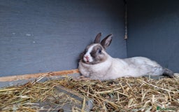 Netherland Dwarf rabbits for sale: Male mini lop - Advert 2