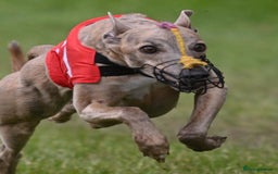 Whippet dogs for sale: 💙 Whippet Puppies – Beautiful Blue Litter 💙 - Image 20