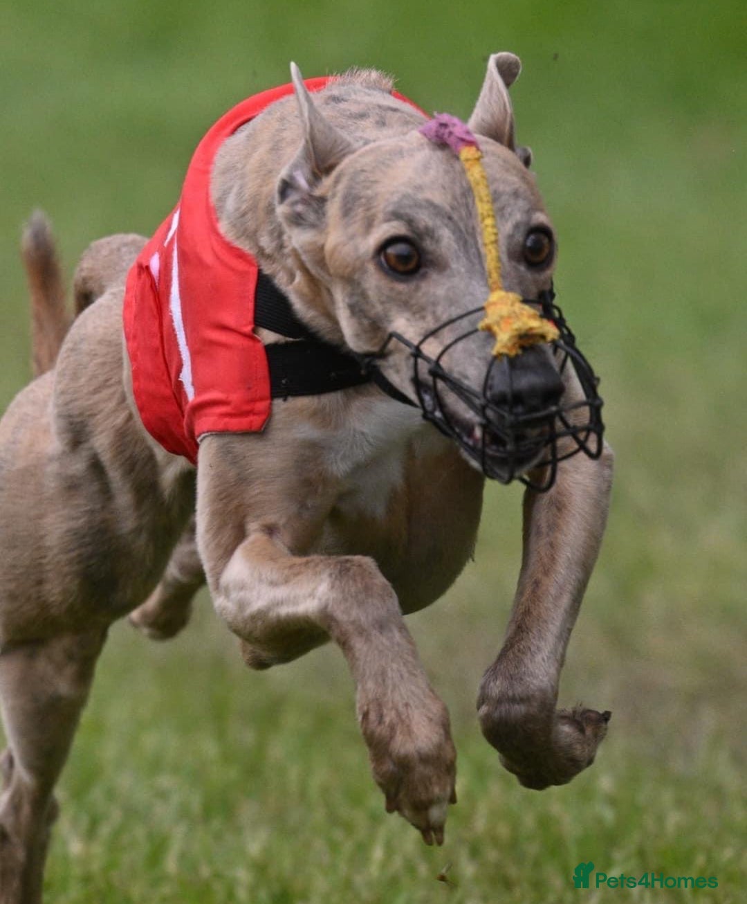 Whippet dogs for sale: 💙 Whippet Puppies – Beautiful Blue Litter 💙 - Image 20