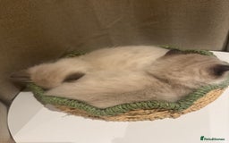 Ragdoll cats for sale: Adorable Ragdoll X Snow Bengal Kittens - Advert 7