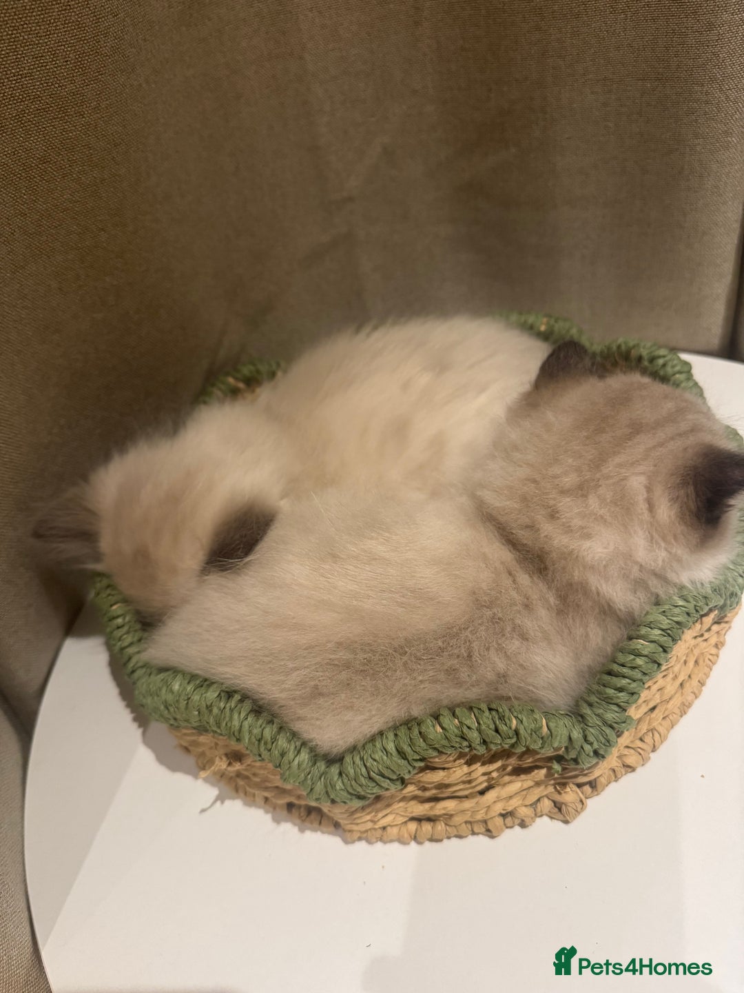 Ragdoll cats for sale: Adorable Ragdoll X Snow Bengal Kittens - Advert 7