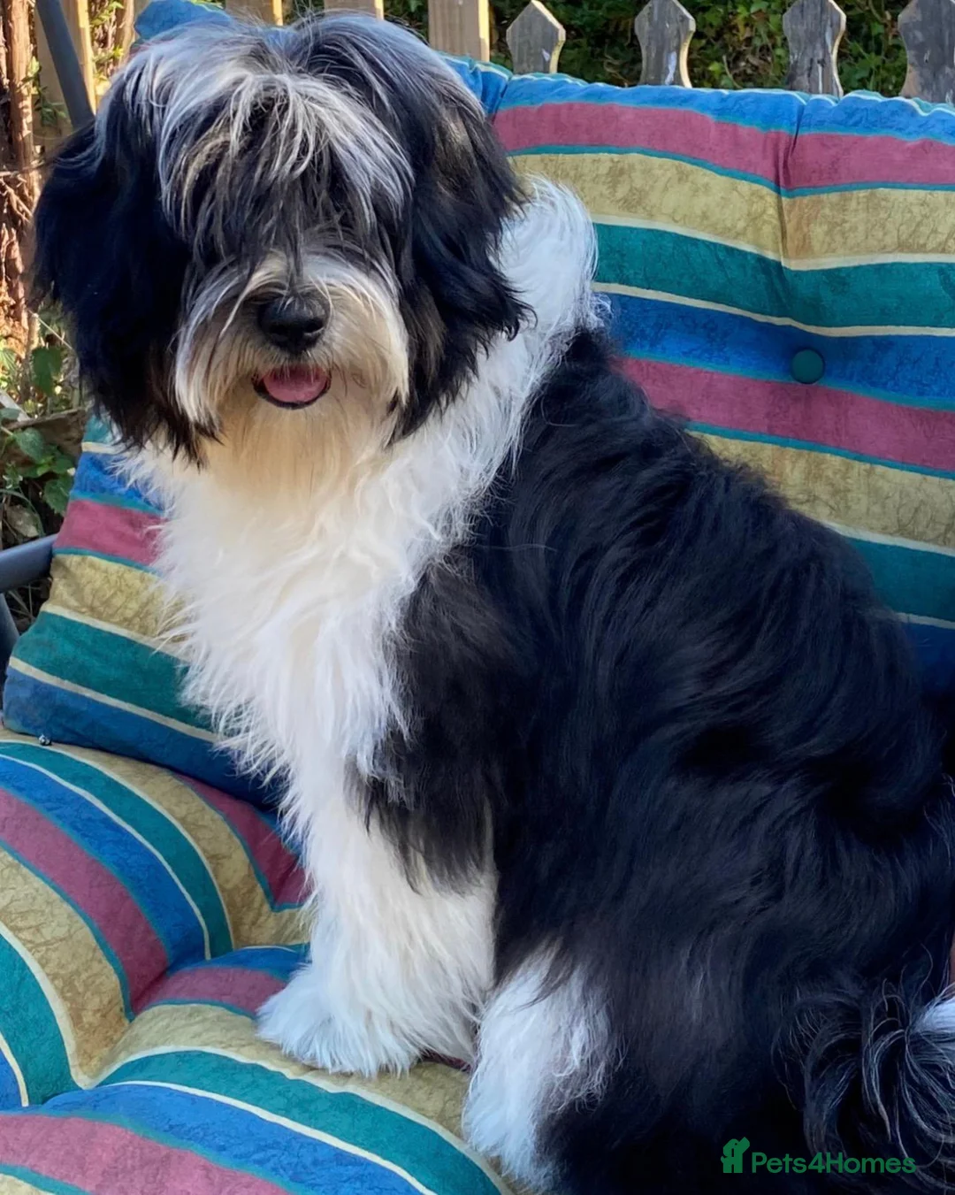 Tibetan Terrier dogs for sale: Stunning Registered Tibetan Terrier Puppies in Frinton-on-Sea - Advert 1