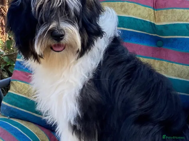 Tibetan Terrier dogs Stunning Registered Tibetan Terrier Puppies - Advert 1