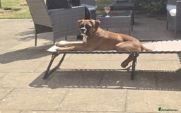 Boxer dogs for sale: Milo  - Image 3