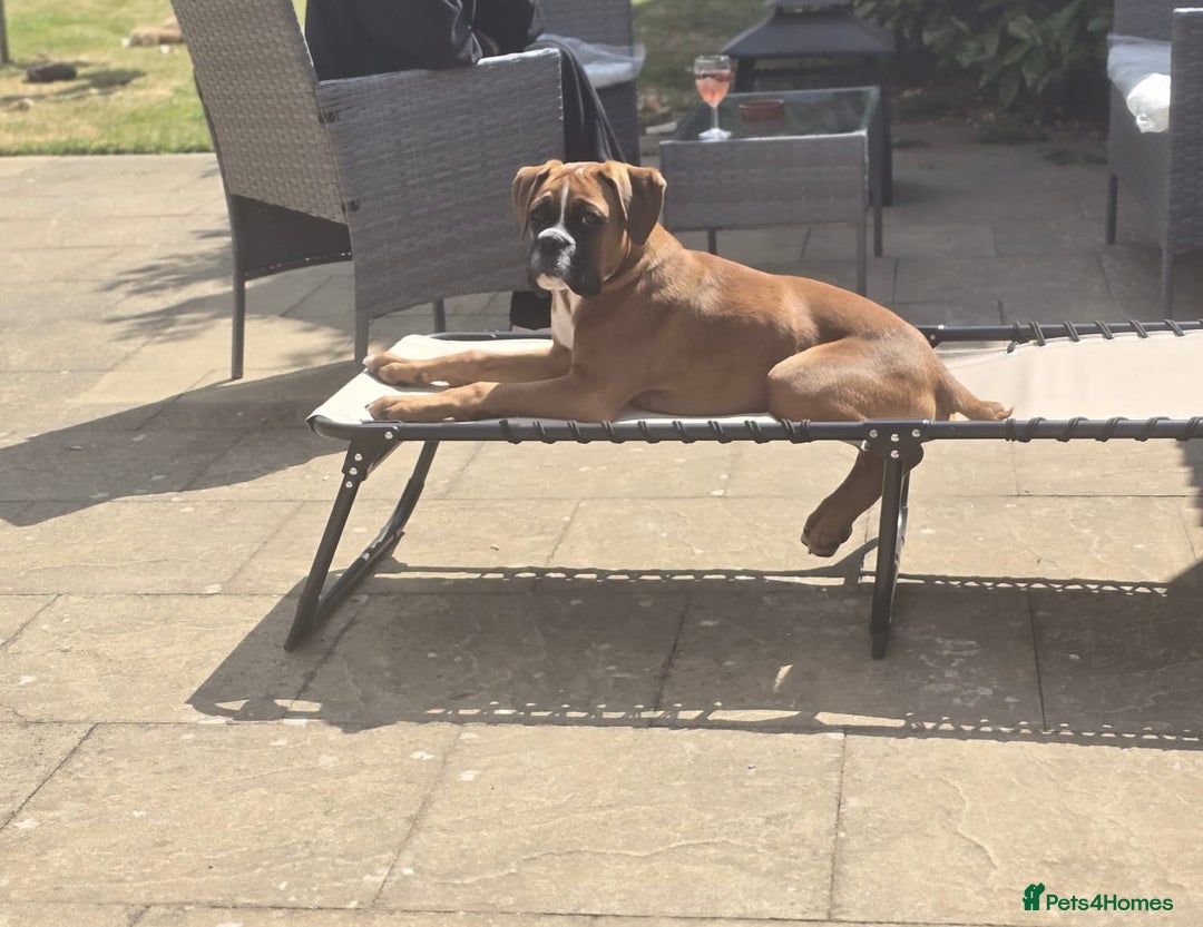 Boxer dogs for sale: Milo  - Image 3