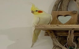 Cockatiels birds for sale: Beautiful Lutino Female Cockateil - Image 6