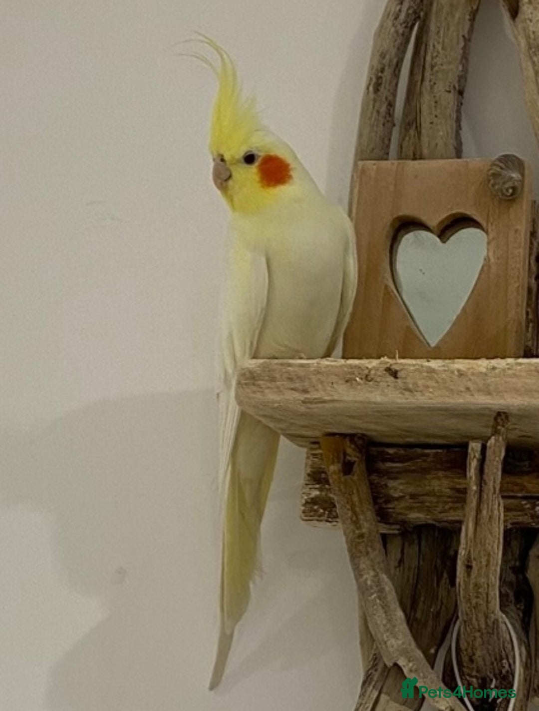 Cockatiels birds for sale: Beautiful Lutino Female Cockateil - Image 6