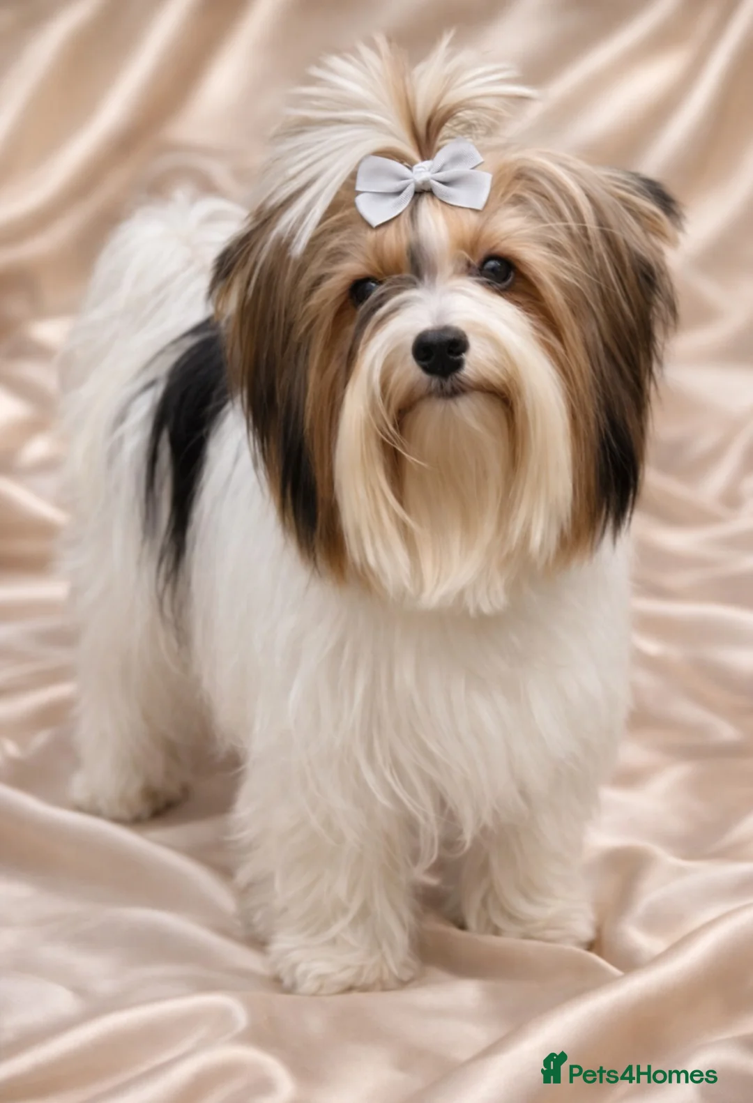 Yorkshire Terrier dogs for sale: Adorable Biewer Yorkshire Terriers - Advert 5