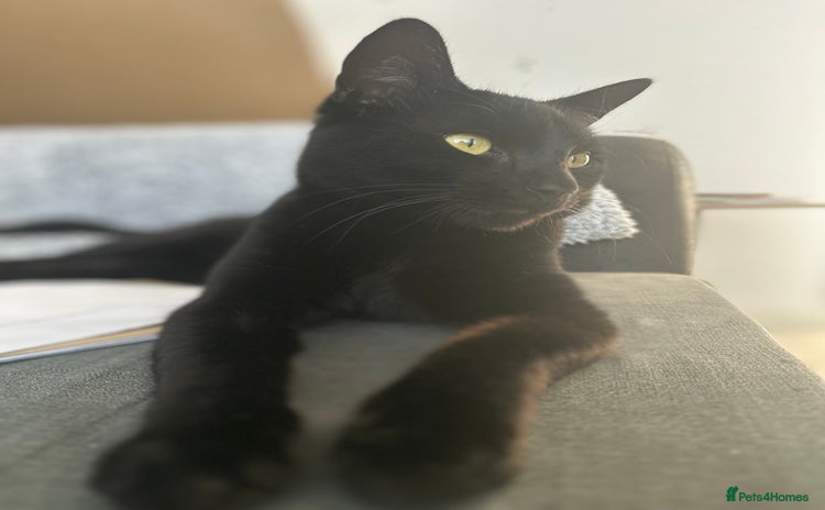 British Shorthair cats - Advert 1