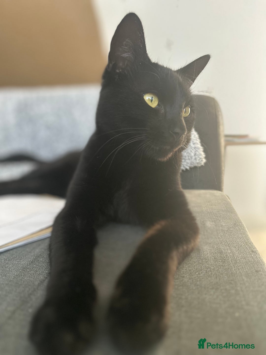 British Shorthair cats for sale: Male black cat - Image 1