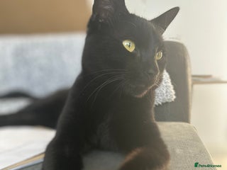 British Shorthair cats - Advert 19
