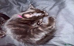 Mixed Breed cats for sale: 2 male and 2 females looking for fur ever homes  - Image 3