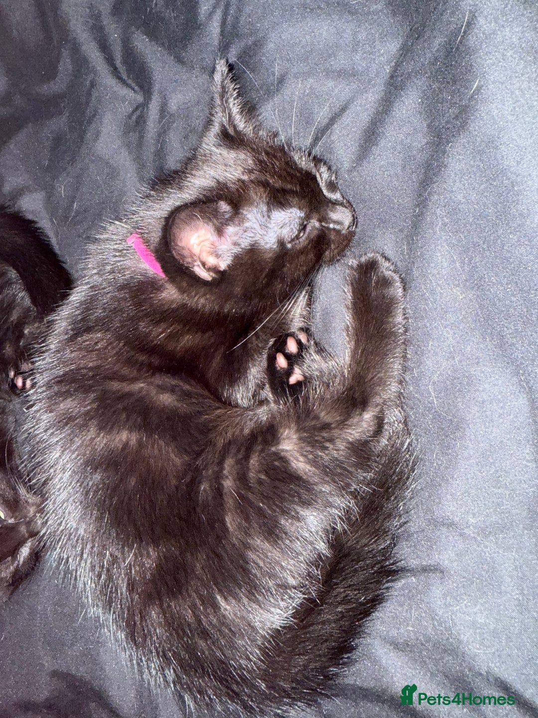 Mixed Breed cats for sale: 2 male and 2 females looking for fur ever homes  - Image 3