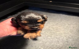 Cockapoo dogs for sale: Miniature cockapoos - Image 3