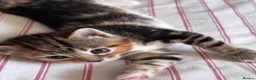 Mixed Breed cats for sale: 4 Beautiful Female Kittens Ready in August - Advert 35