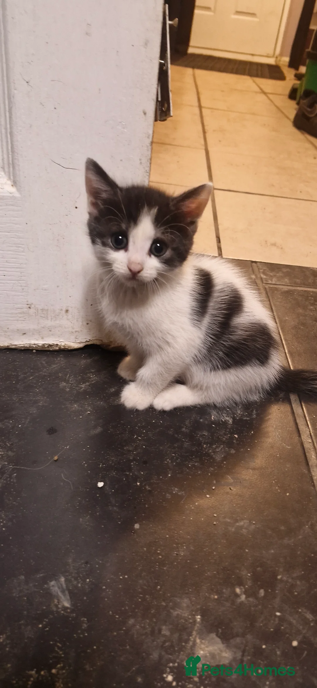 Mixed Breed cats for sale: 2 kitten  - Advert 2