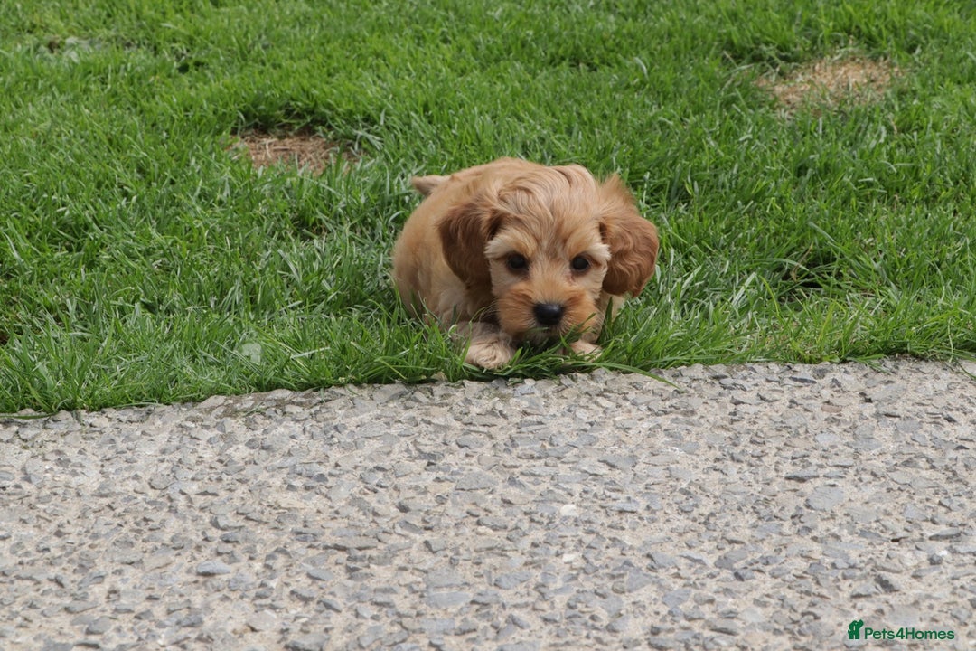 Cockapoo dogs for sale: Beautiful Cockapoo puppies for sale - Image 20