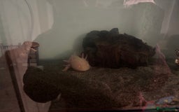 Axolotl reptiles for sale: READ DESCRIPTION- Axolotl for sale  - Advert 1