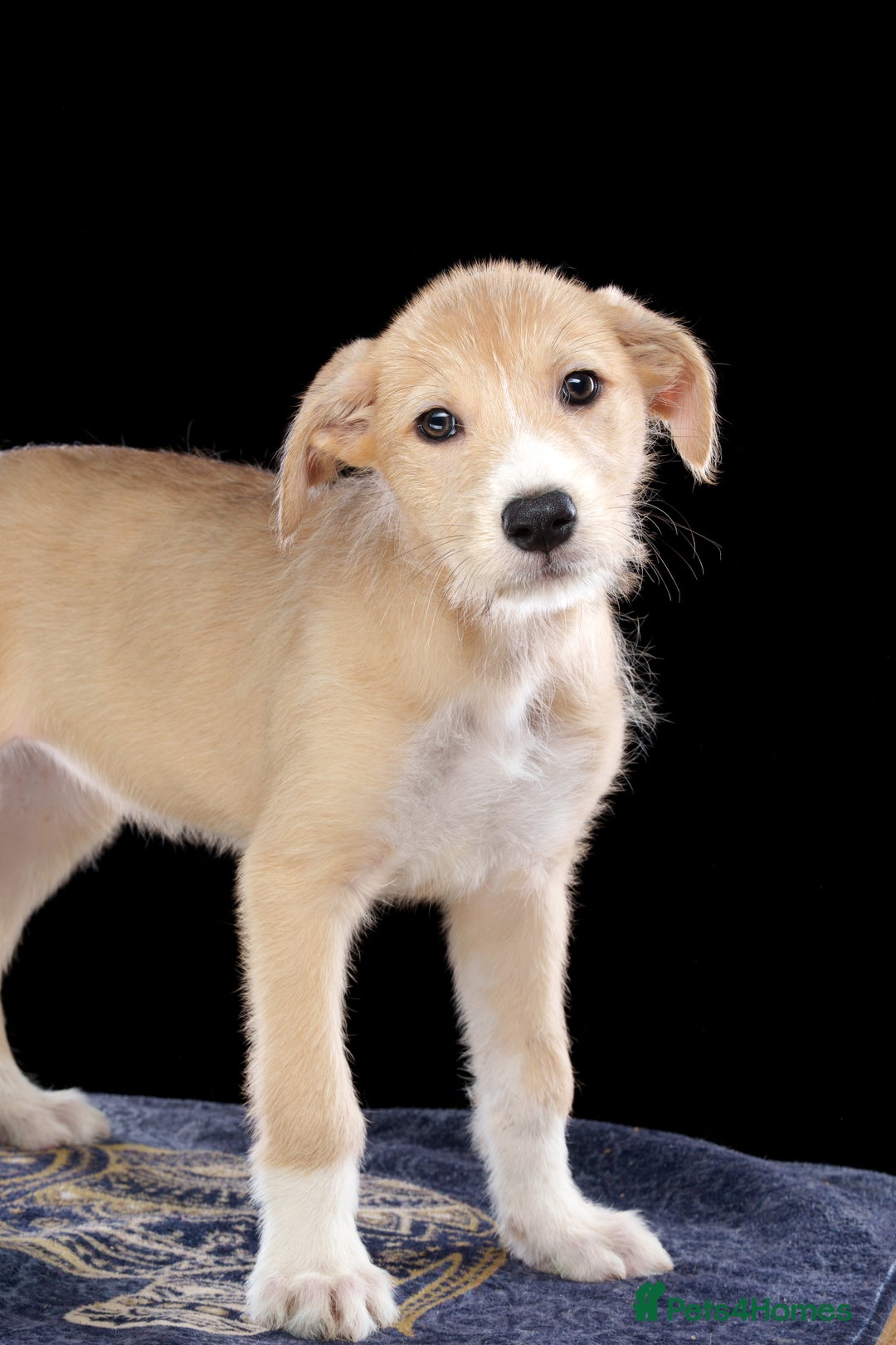 Lurcher dogs for sale: Lurcher Puppies for Sale - Advert 5