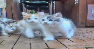 Mixed Breed cats - Advert 12