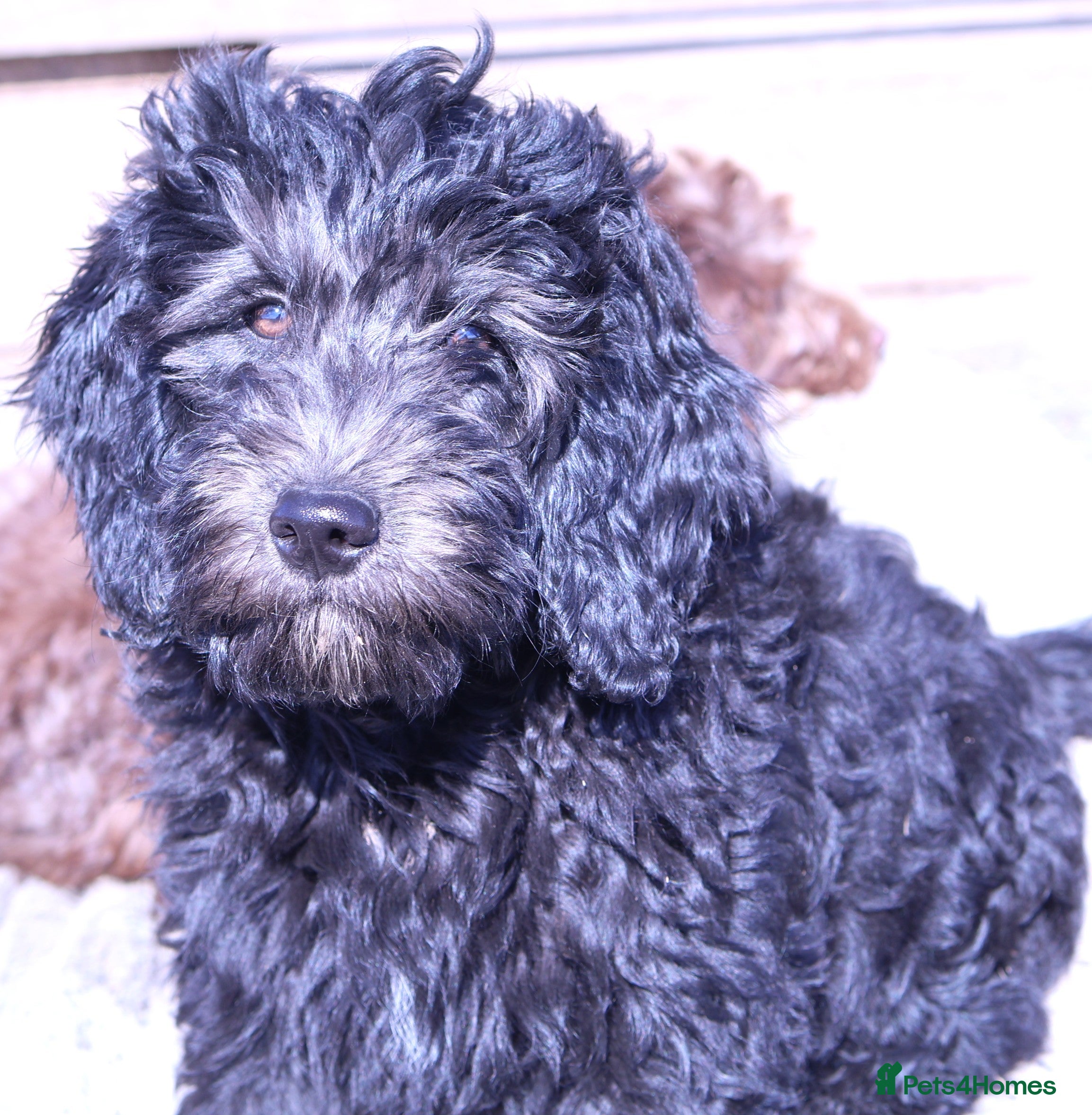 Double Doodle dogs 🌈Fully vaccinated and ready to meet the world 🌈 - Advert 5