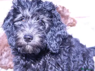 Double Doodle dogs 🌈Fully vaccinated and ready to meet the world 🌈 - Advert 5