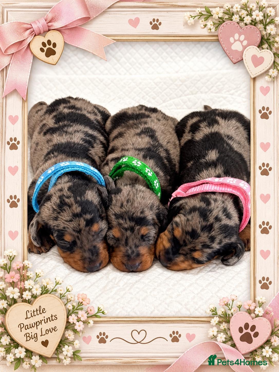 Miniature Dachshund dogs Adorable Miniature Dachshund Puppies - Advert 1