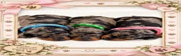 Miniature Dachshund dogs for sale: Adorable Miniature Dachshund Puppies - Advert 2